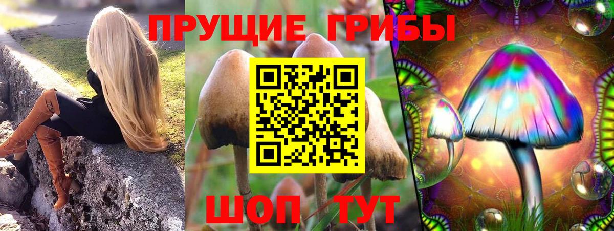 Пенза  Галлюциногенные грибы Cubensis  Вход с VPN 